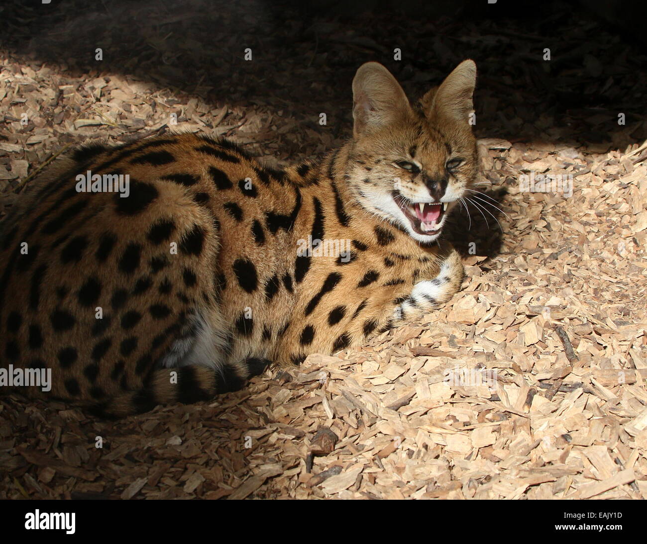 Partnerschaftlichen Serval (Leptailurus Serval) Knurren, Zähne zeigen Stockfoto