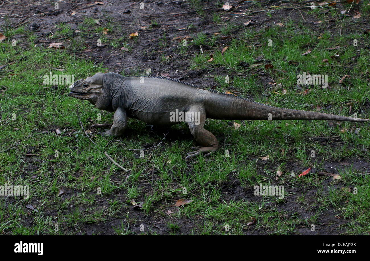 Karibik Rhinozeros-Leguan (Cyclura Cornuta) langsam zu gehen Stockfoto