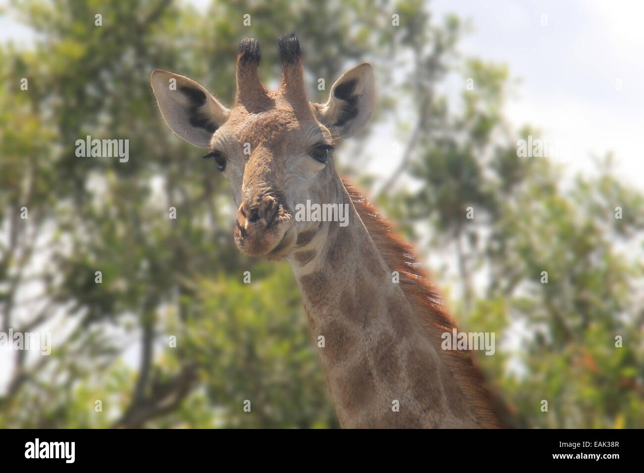 Giraffe-Gesicht Stockfoto