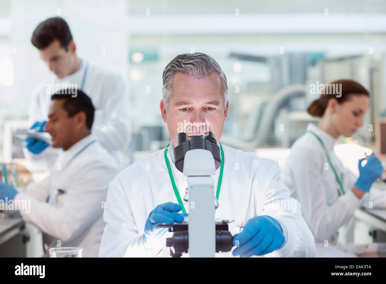 Wissenschaftler untersuchen Probe unter dem Mikroskop im Labor Stockfoto