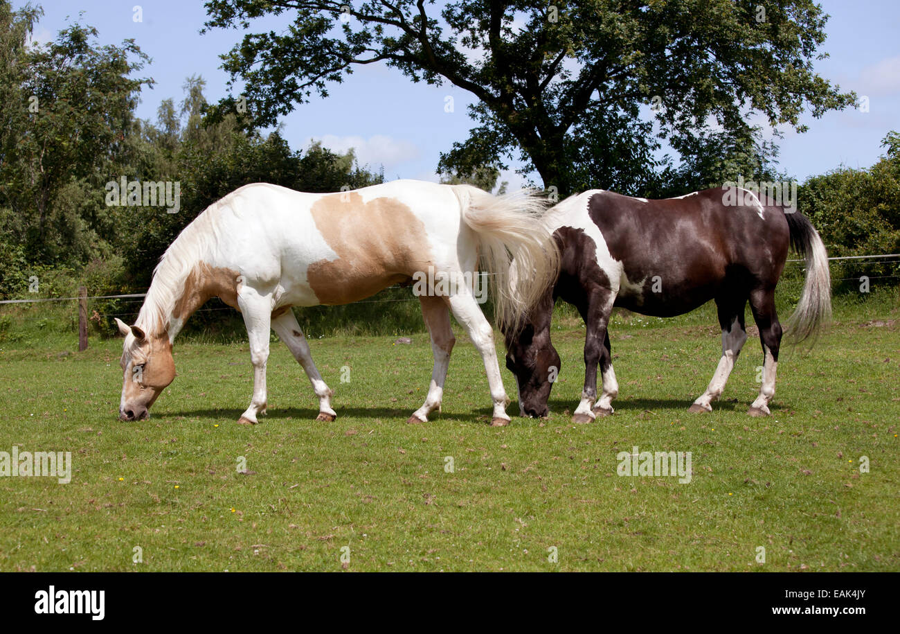 zwei Pferde Essen Rasen auf einer Weide Stockfoto
