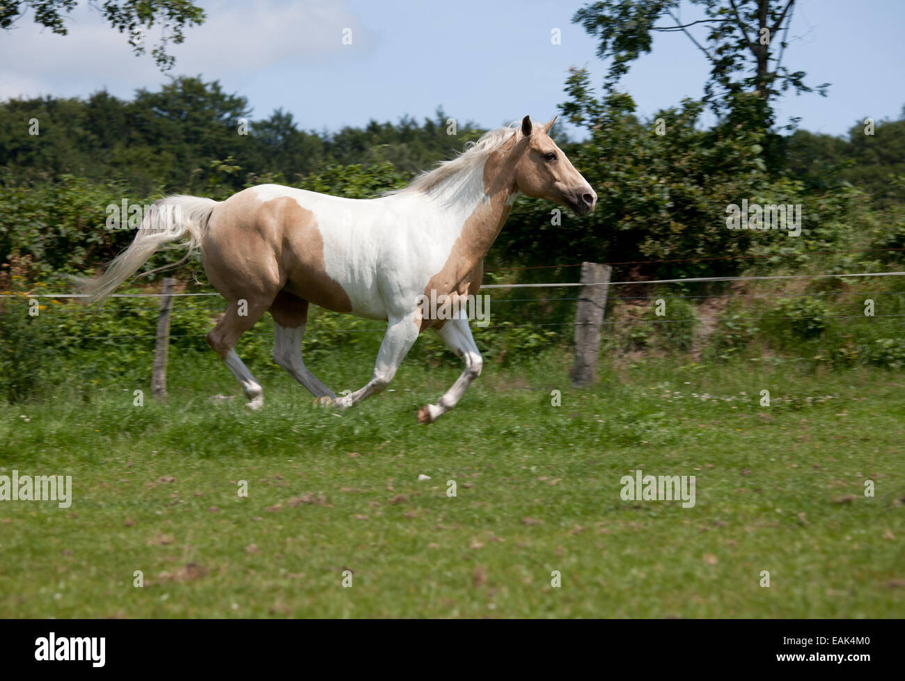 Pferd mit feinen Zaum Palomino Farbe im Galopp auf der Wiese Stockfoto