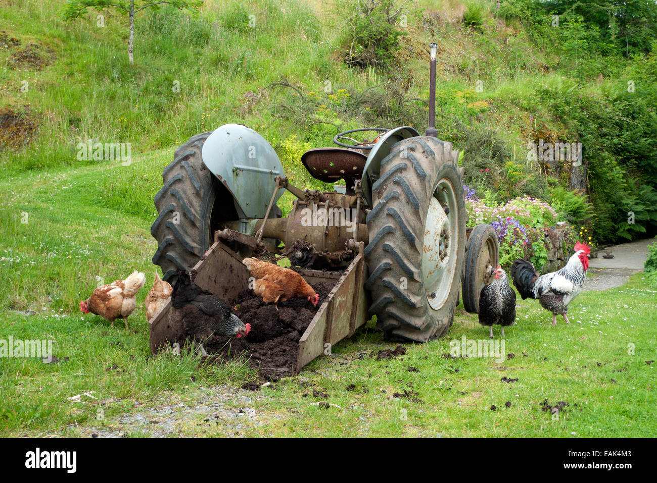 Freilaufende Hühner Garten Hahnhuhn Hahn Geflügel auf Mist pickend Im Eimer eines Traktors auf Kleinbetrieb in Carmarthenshire Wales UK KATHY DEWITT Stockfoto