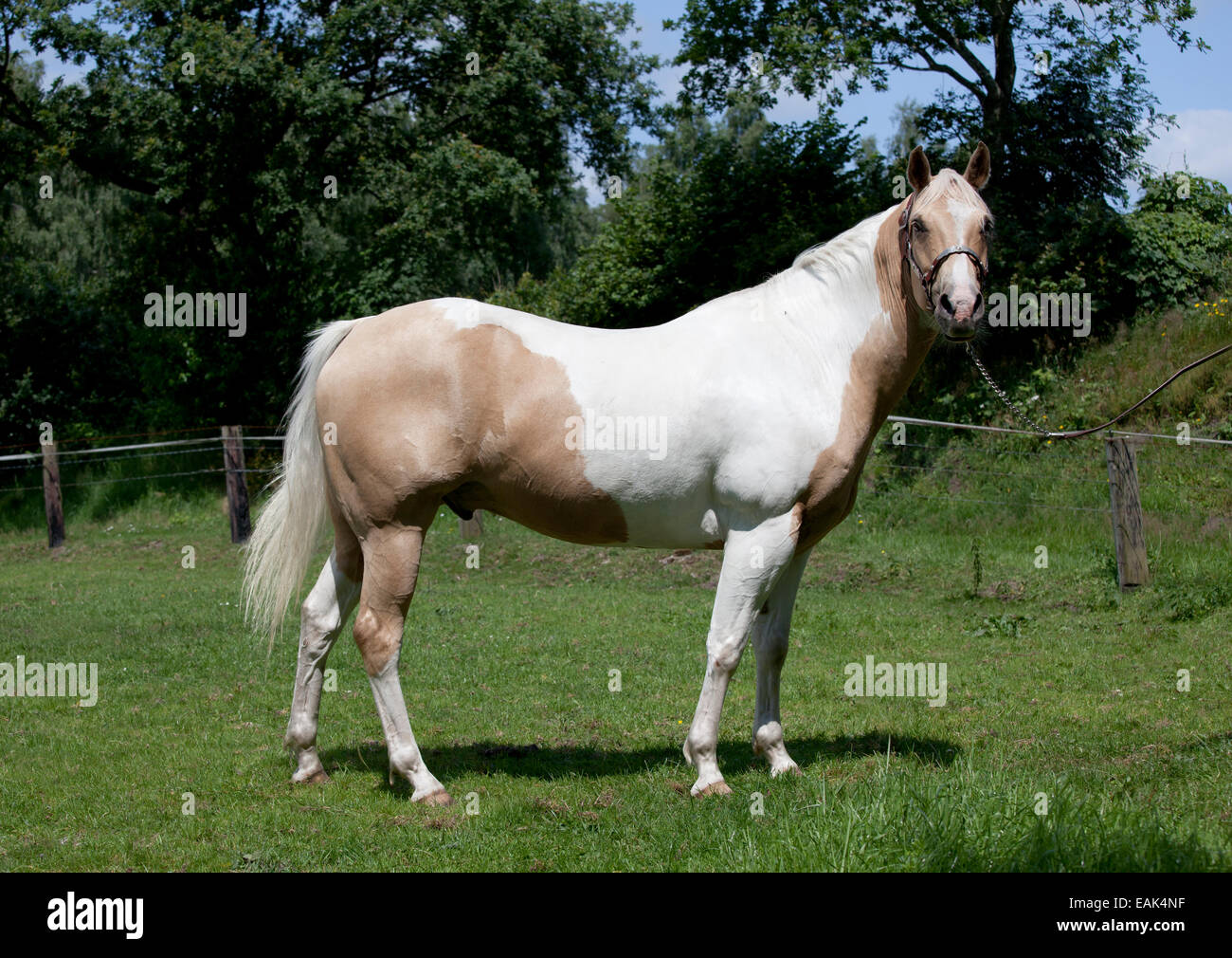 Pferd mit feinen Zaum Porträt Palomino Farbe Stockfoto