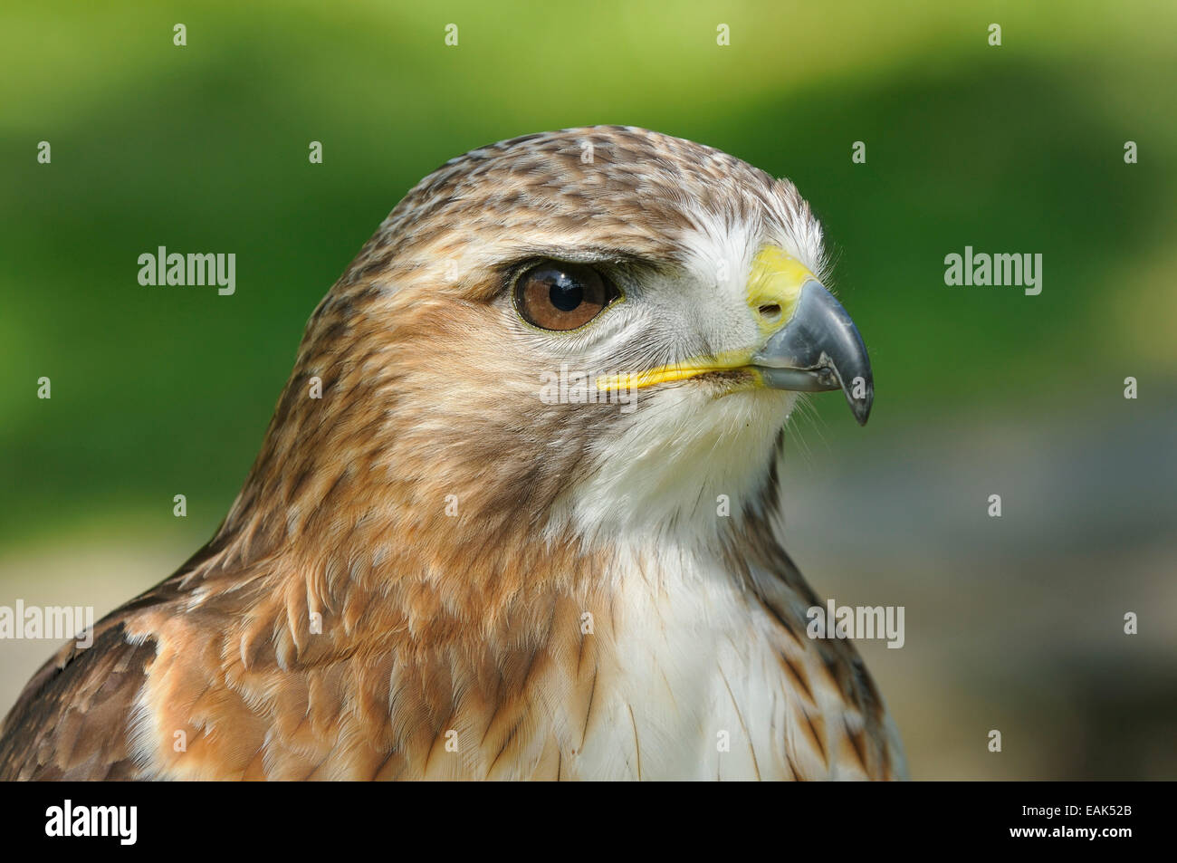 Rot - angebundener Falke - Buteo Jamaicensis Nahaufnahme des Kopfes Stockfoto