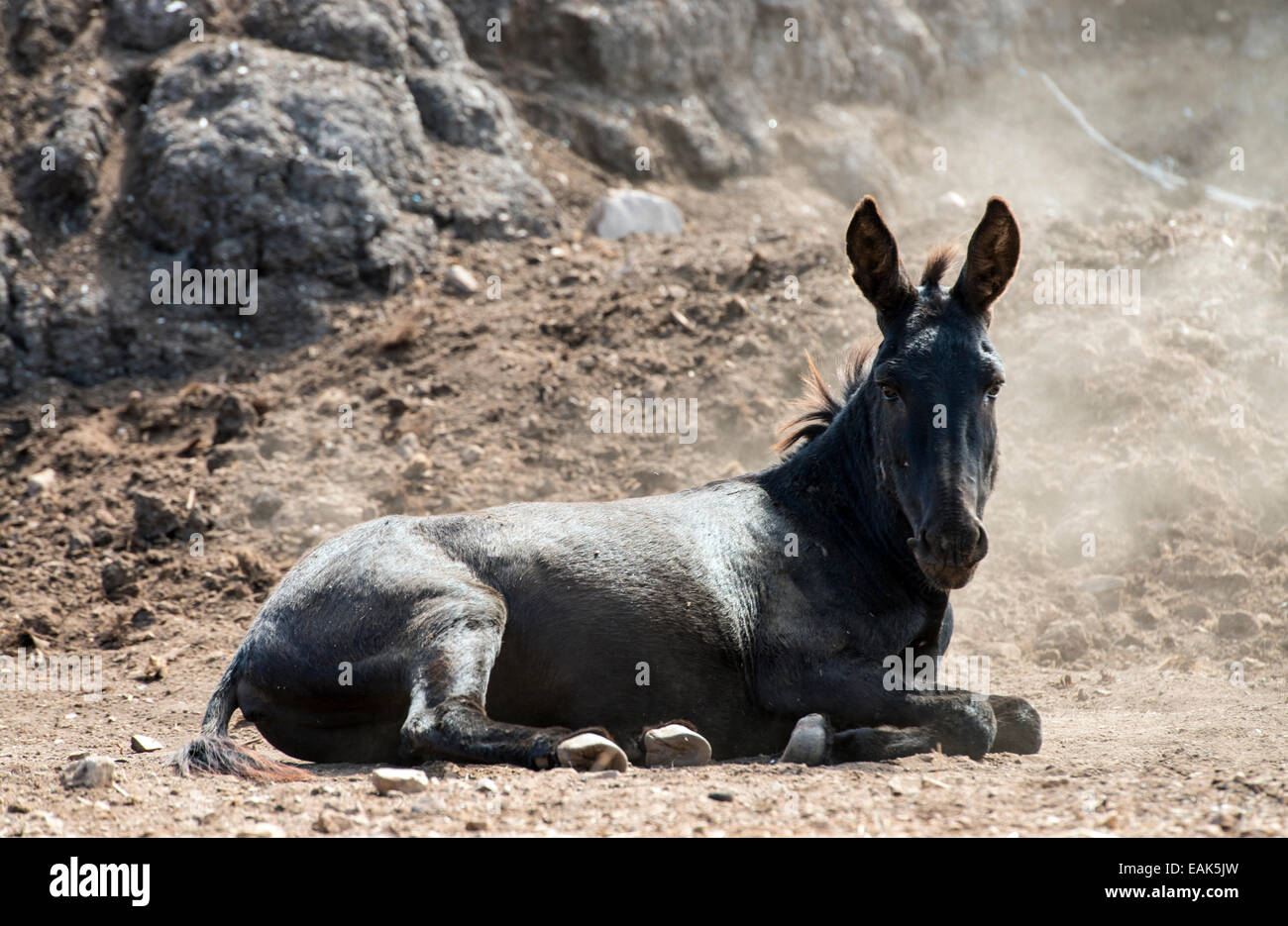 Grauer Esel (Equus Asinus) Porto Conte Regional Park Alghero Sardinien Italien Stockfoto