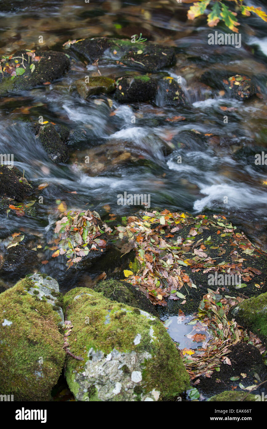 Herbstlaub in schnell fließenden Fluss. Snowdonia, Nord-Wales Stockfoto