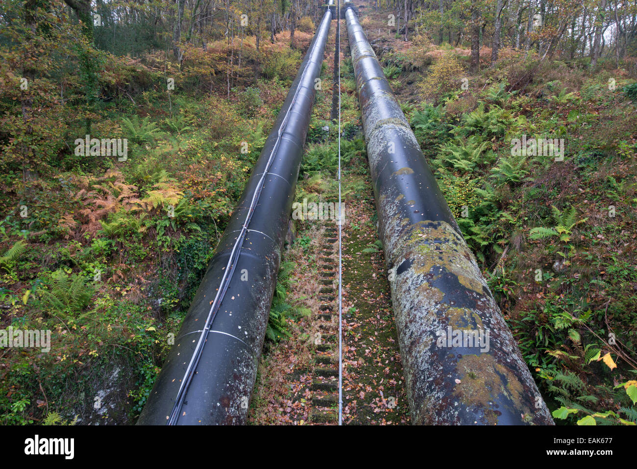 Hydro-Electric Power. Rohre, Berg durch Wald hinunter laufen. Maentwrog, Nord-Wales. Stockfoto