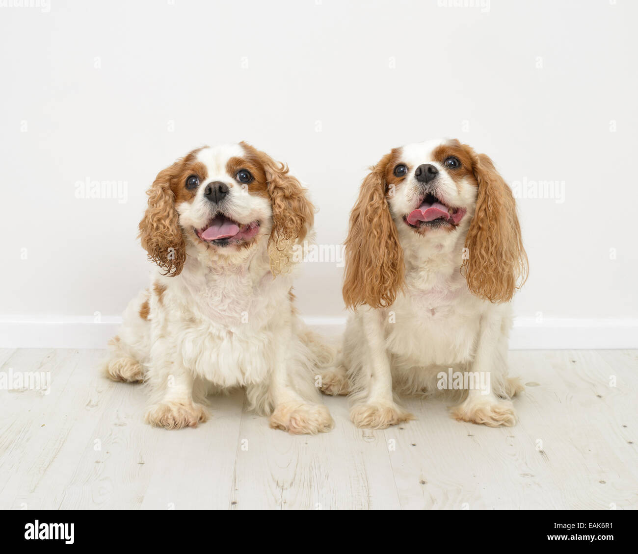 Zwei King Charles Spaniel Hunde auf weißem Hintergrund Stockfoto