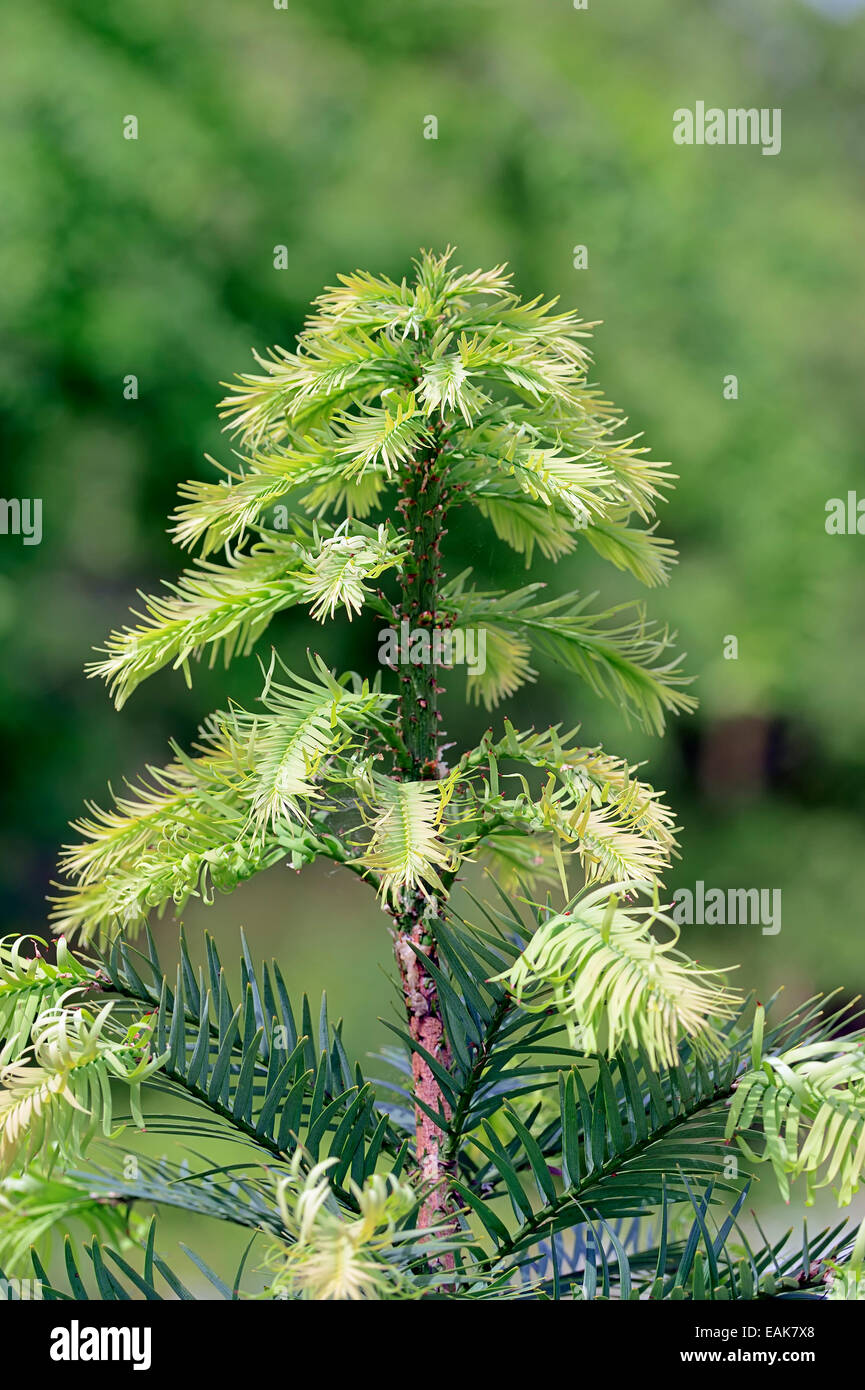 Wollemi Pine (Wollemia Nobilis), ursprünglich aus Australien, North Rhine-Westphalia, Deutschland Stockfoto