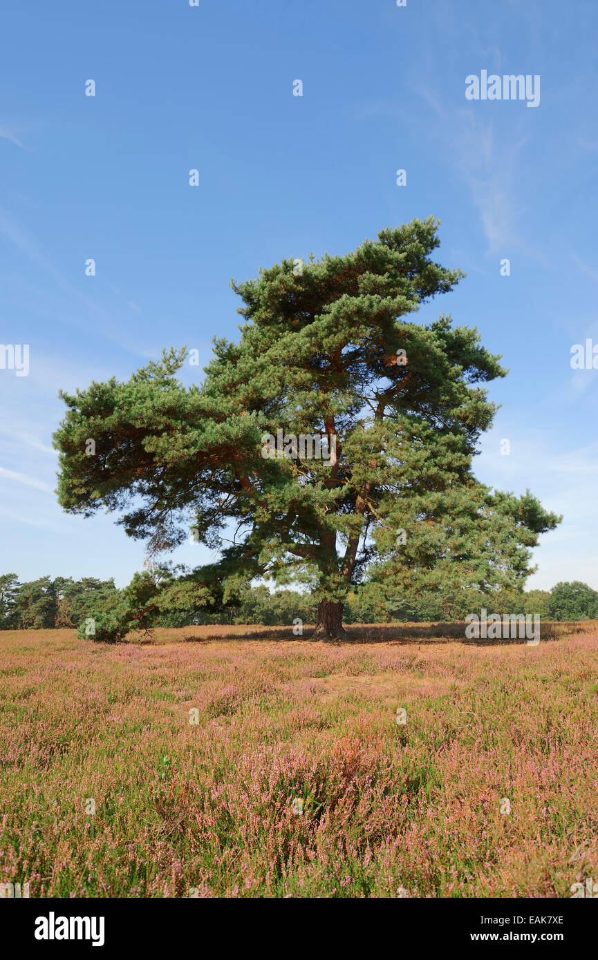 Kiefer (Pinus Sylvestris) in blühende Heide, Münsterland, Nordrhein-Westfalen, Deutschland Stockfoto