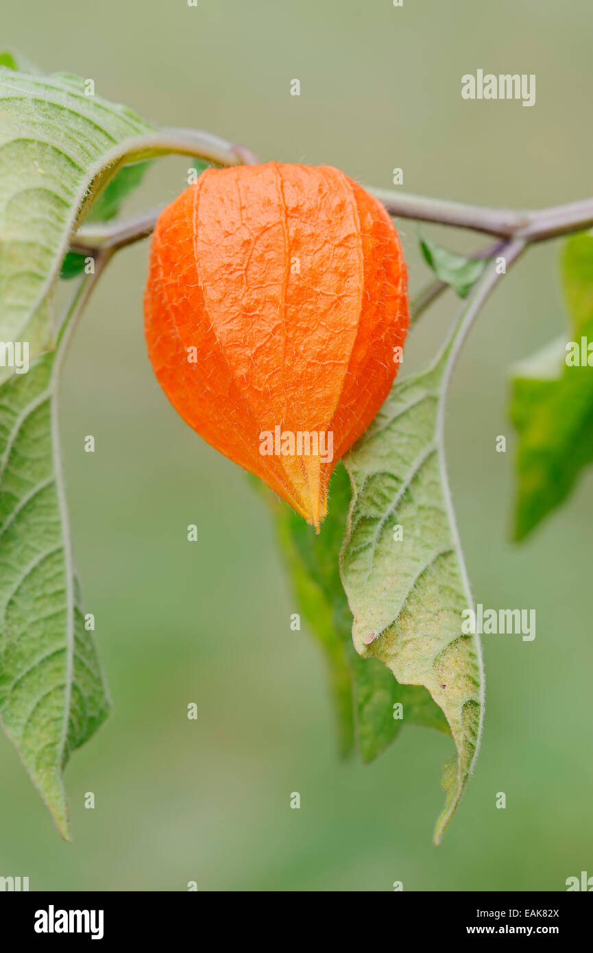 Blase Kirsch- oder chinesische Laterne (Physalis Franchetii, Physalis Alkekengi), Obst, North Rhine-Westphalia, Germany Stockfoto