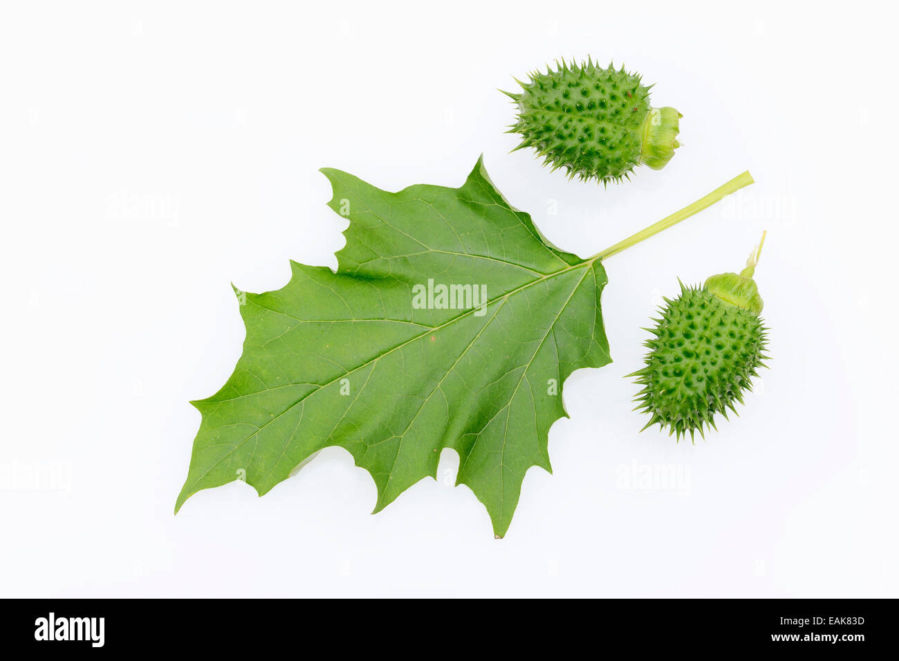 Jimson Unkraut oder Stechapfel (Datura Stramonium), Früchte und Blätter Stockfoto