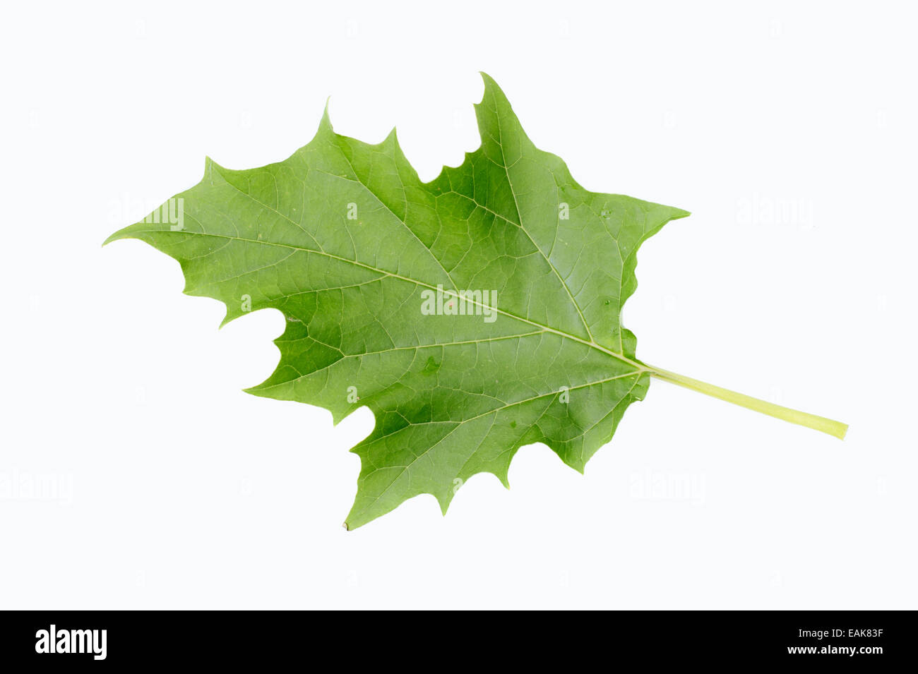 Jimson Unkraut oder Stechapfel (Datura Stramonium), Blatt Stockfoto