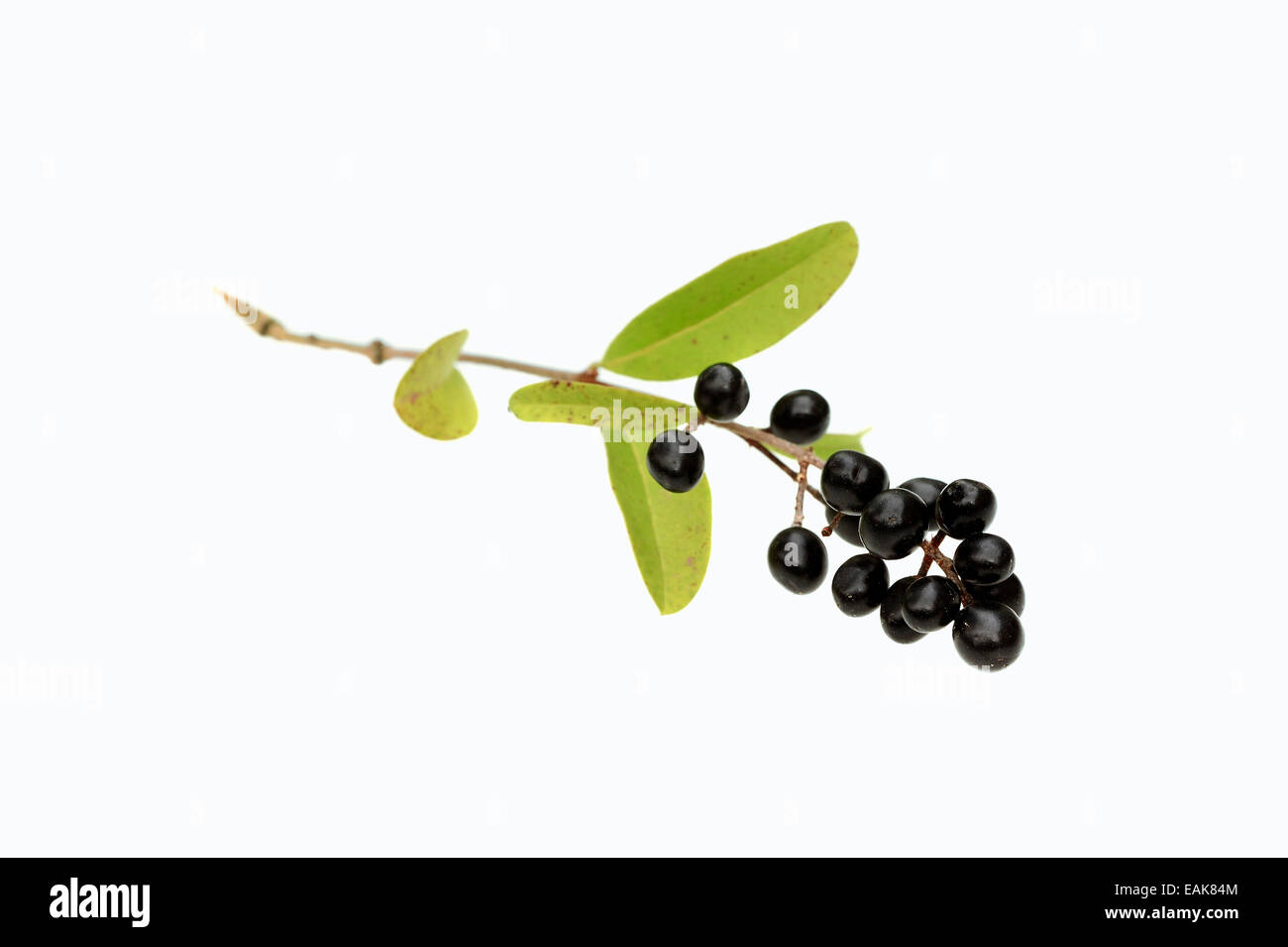 Wilde Liguster, gemeinsame Liguster oder europäischen Liguster (Ligustrum Vulgare), Zweig mit reifen Beeren Stockfoto