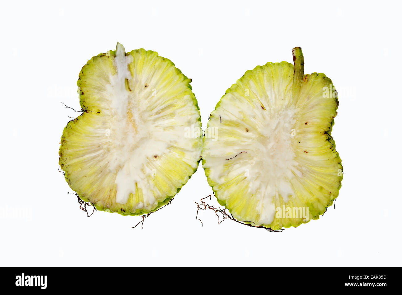 Osage Orange, Hedge Apfel, Bodark oder Bodock (Maclura Pomifera), Obst, ursprünglich aus dem Süden der USA halbiert Stockfoto