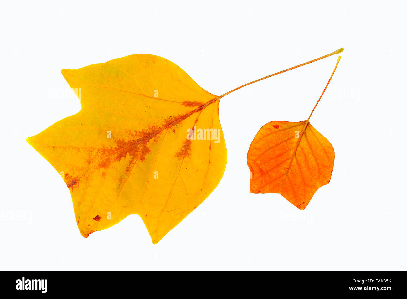 Amerikanischer Tulpenbaum oder Tulpenbaum (Liriodendron Tulipifera), Blätter, herbstliche Verfärbung, in Nordamerika heimisch Stockfoto