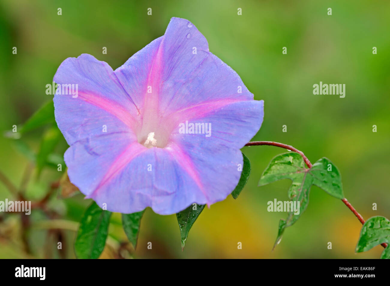 Efeu-Leaved Prunkwinde (Ipomoea Hederacea), Sanibel Island, Florida, Vereinigte Staaten von Amerika Stockfoto