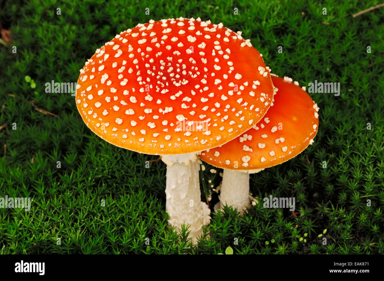 Pilze Fliegenpilz (Amanita Muscaria), North Rhine-Westphalia, Deutschland Stockfoto