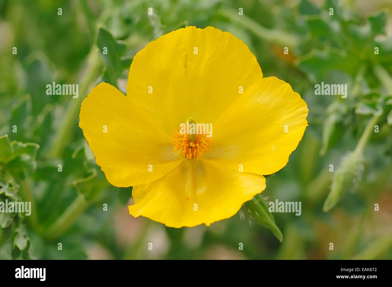 Gehörnte Mohn (Glaucium Flavum), gelbe Blume, Provence, Region Provence-Alpes-Côte d ' Azur, Frankreich Stockfoto