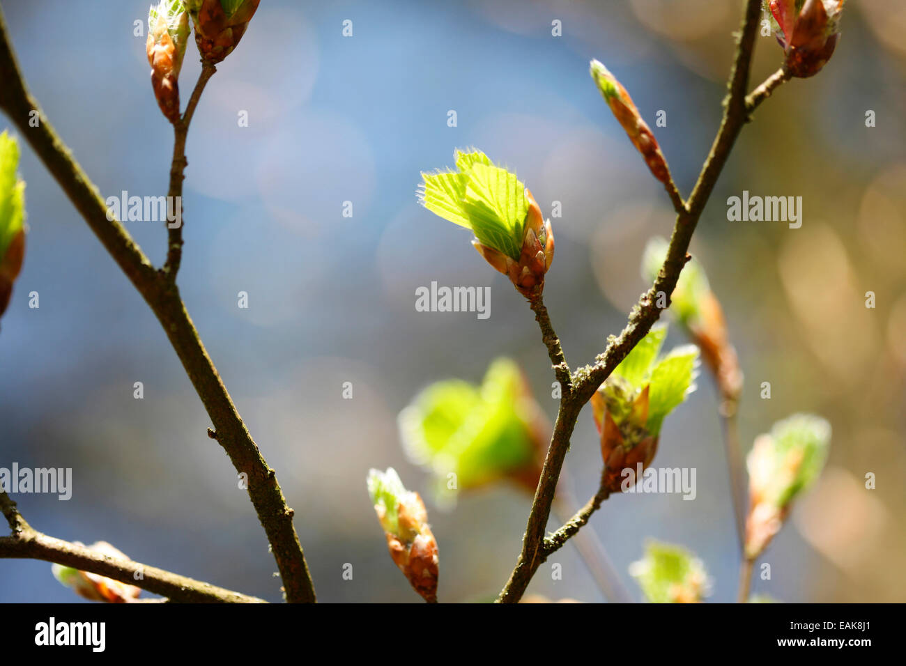 Fagus, Buche, Frühling Knospe im Sonnenlicht Jane Ann Butler Fotografie JABP1302 Stockfoto
