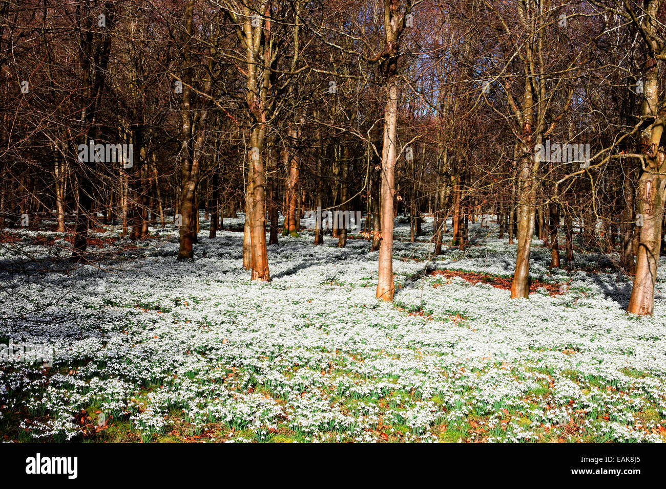 Februar Schneeglöckchen in einem Buche Waldgebiet Jane Ann Butler Fotografie JABP1182 Stockfoto