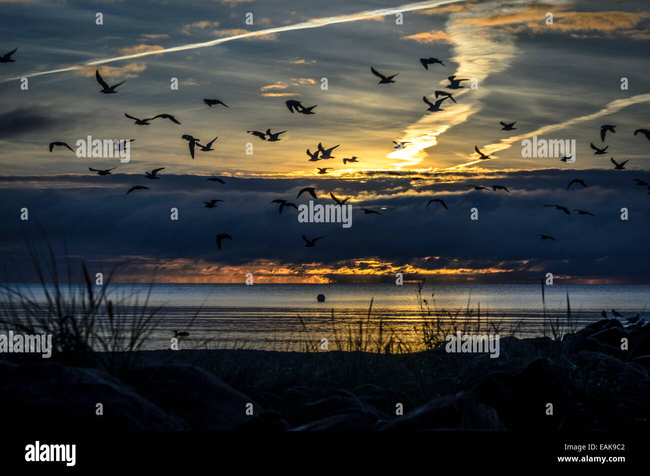 Möwen im Gegenlicht der Morgensonne über dem Strand, Haffkrug, Ostholstein, Schleswig-Holstein, Deutschland Stockfoto