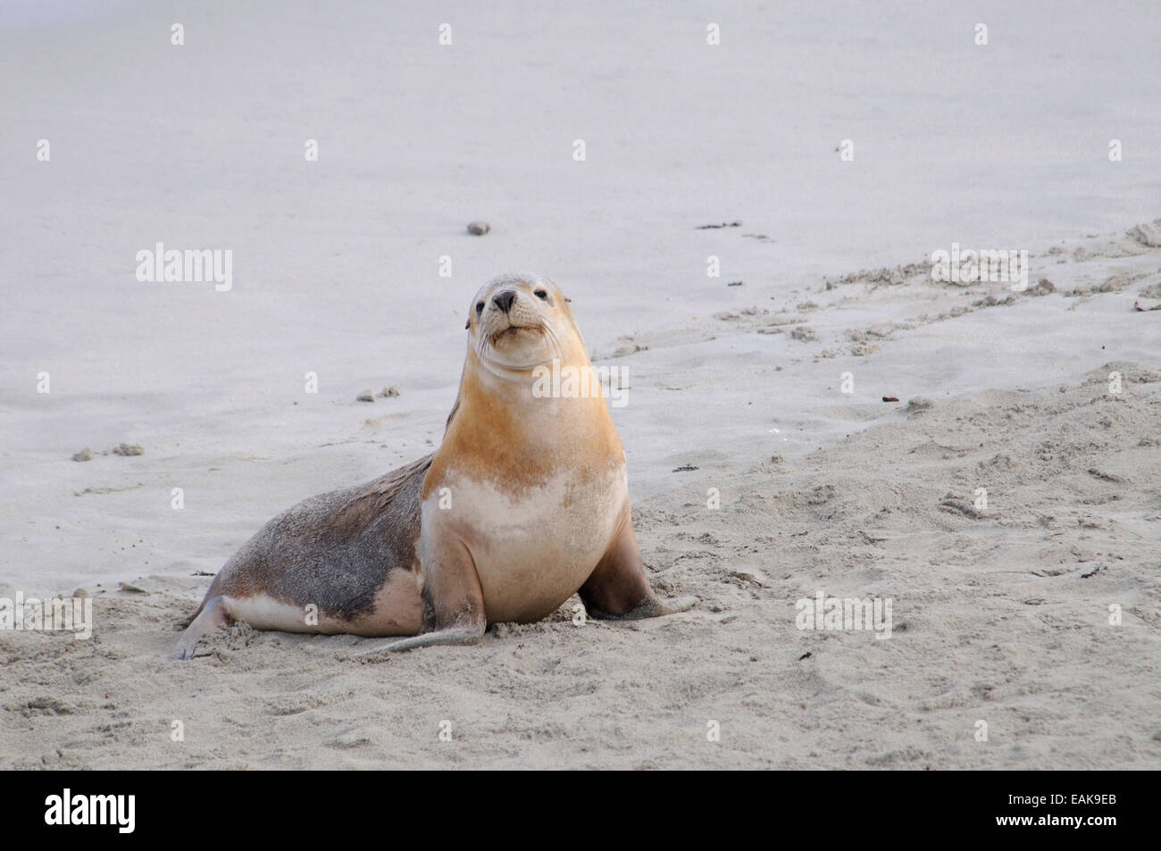 Australische Seelöwe (Neophoca Cinerea), Seal Bay Conservation Park, Kangaroo Island, South Australia, Australien Stockfoto