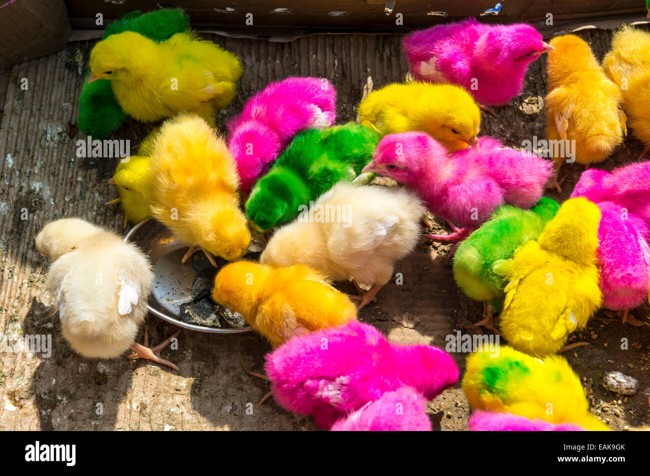 Künstlich gefärbt Küken zu verkaufen, Rekong Peo, Himachal Pradesh, Indien Stockfoto