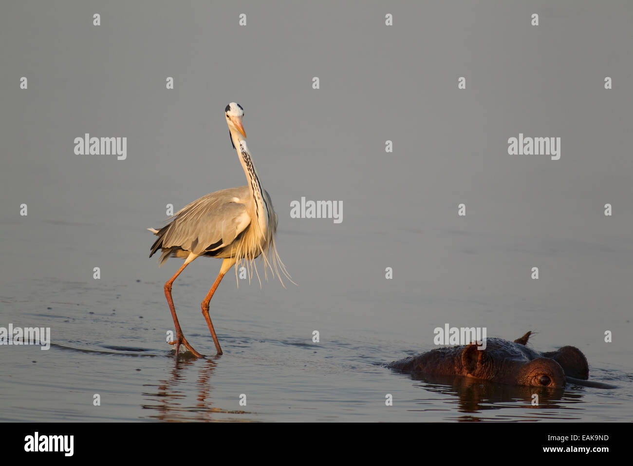 Graue Reiher (Ardea Cinerea) auf der Rückseite ein Flusspferd (Hippopotamus Amphibius), im Sonnenuntergang Stausee, Krüger-Nationalpark Stockfoto