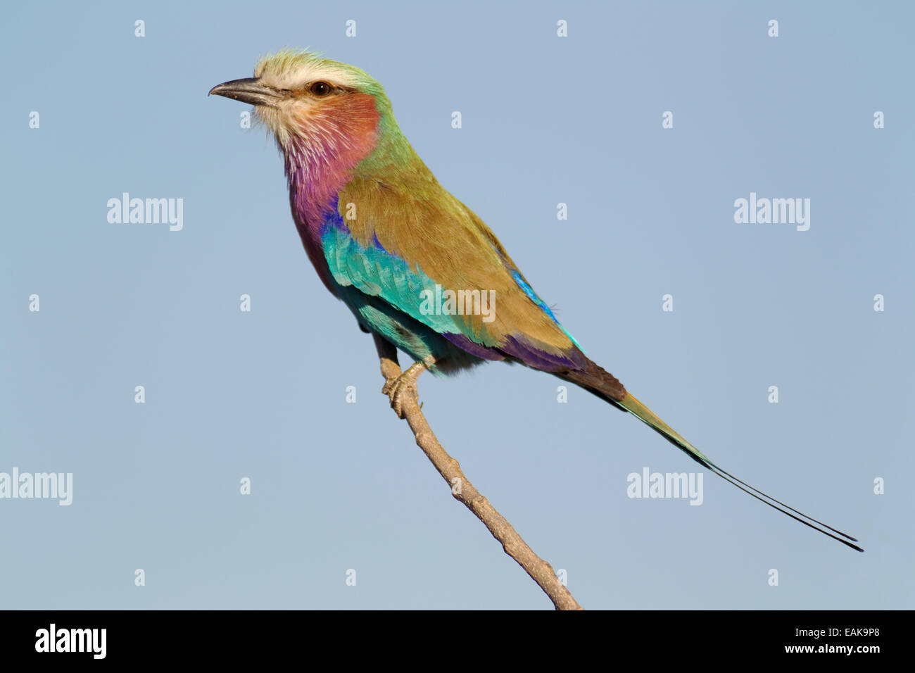 Lilac-breasted Roller (Coracias Caudata), Chobe Nationalpark, Botswana Stockfoto