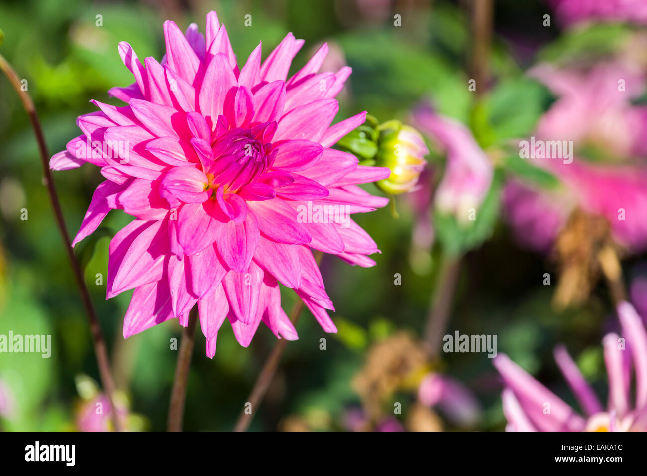 Die Blüte von Dahlia 'Pink Charme', Heidenau, Sachsen, Deutschland Stockfoto