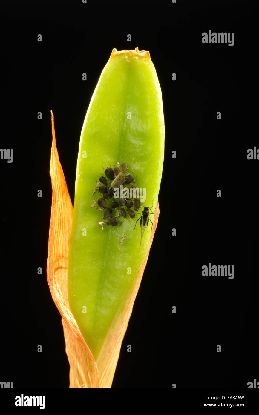 Kolonie von Erwachsenen Blattläuse (Aphididae) auf eine Lilie (Lilium), Pest, Baden-Württemberg, Deutschland Stockfoto