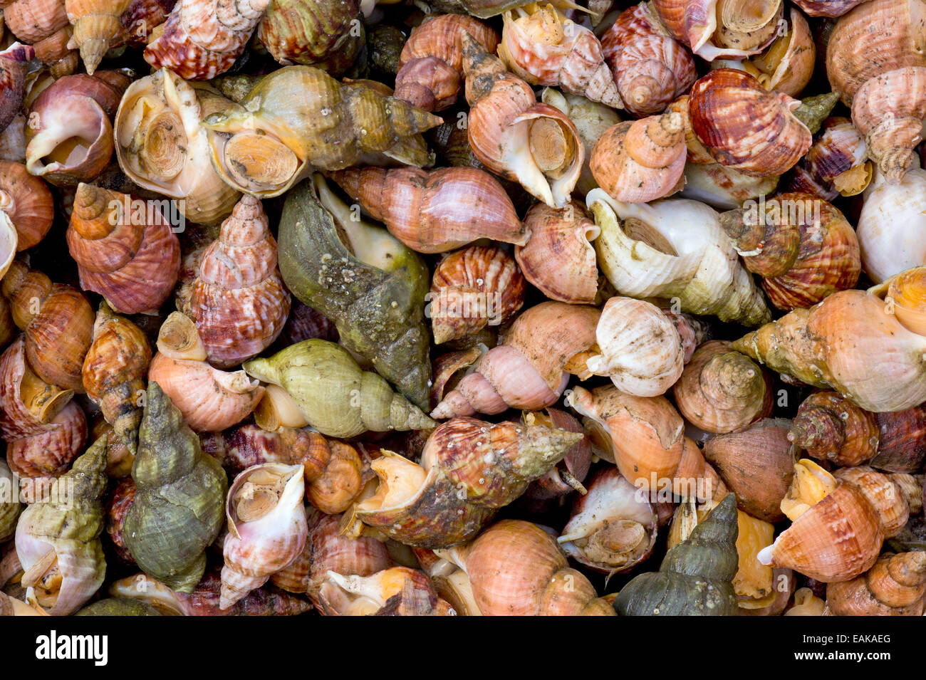 Muscheln in Schalen, Färöer, Dänemark Stockfoto