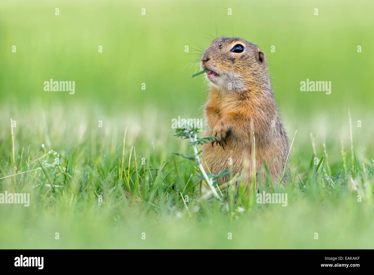 Europäischer Ziesel (Spermophilus Citellus), Futter, Fütterung, Burgenland, Österreich Stockfoto
