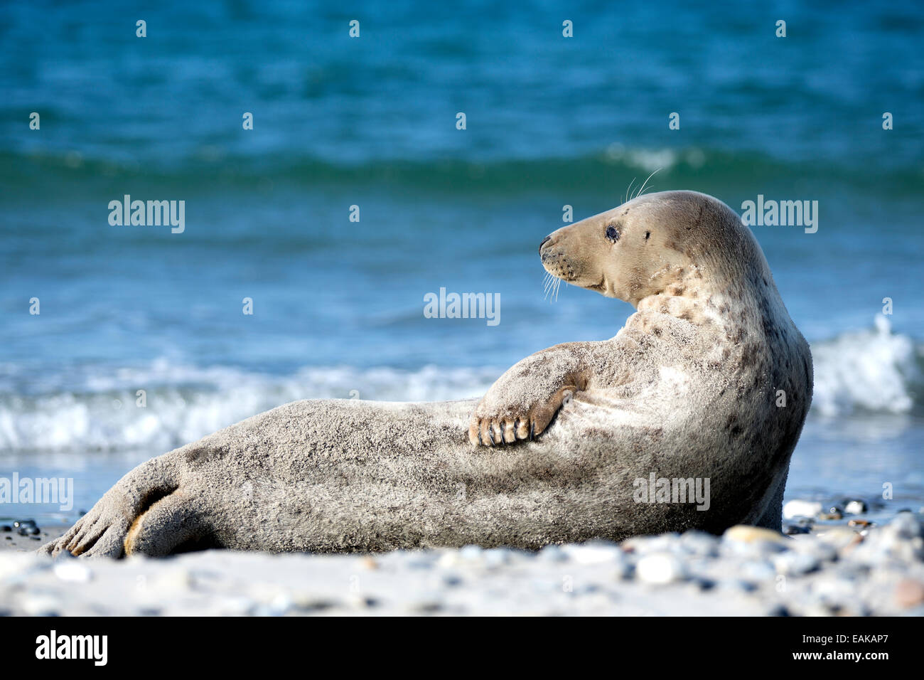 Grey Seal (Halichoerus Grypus) am Strand, Helgoland, Schleswig-Holstein, Deutschland Stockfoto