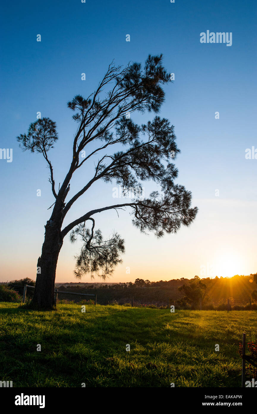 Baum bei Sonnenuntergang, Mount Gambier, Australien Stockfoto