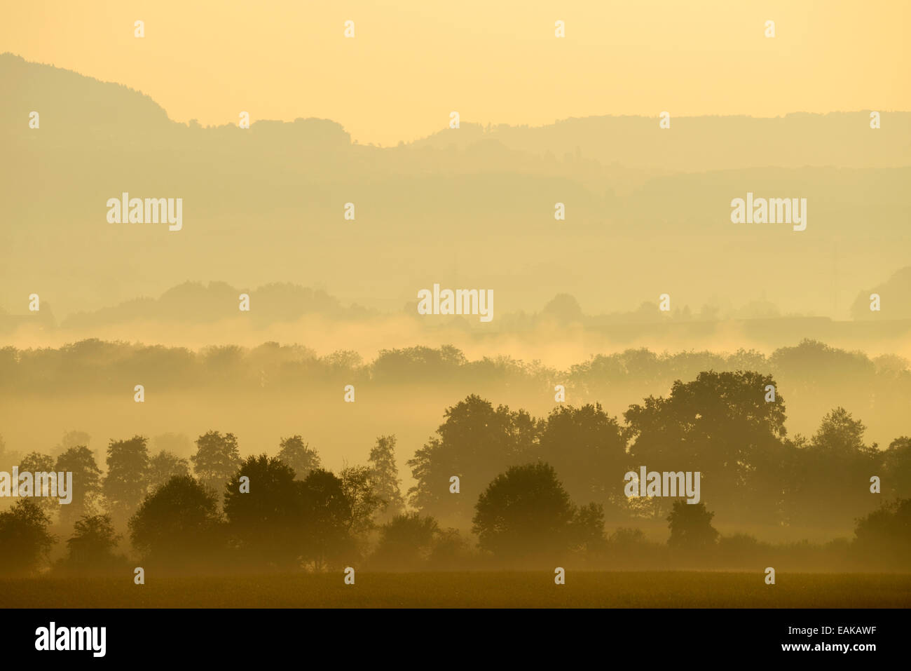 Morgen Nebel Atmosphäre im Reusstal, Aristau, Kanton Aargau, Schweiz Stockfoto