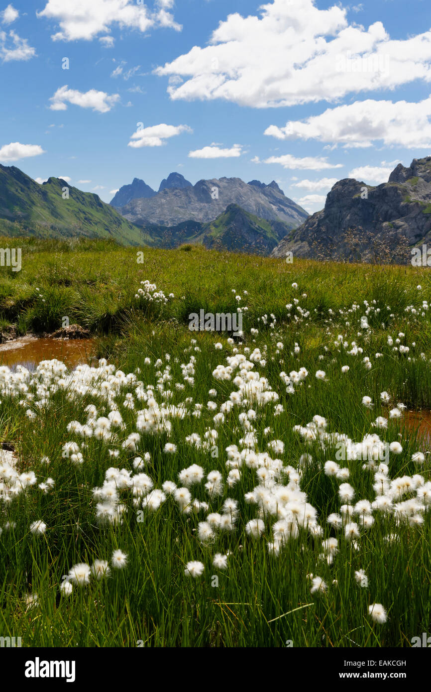 Teich mit Wollgras, Blick Richtung Friaul, Giogo Veranis, Karnischen Alpen, Lesachtal, Bezirk Hermagor, Kärnten, Österreich Stockfoto