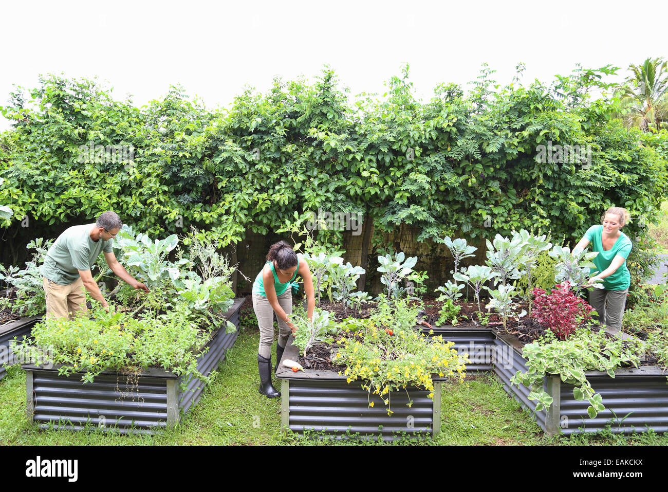 Menschen, die Pflege der Pflanzen im Gemeinschaftsgarten Stockfoto