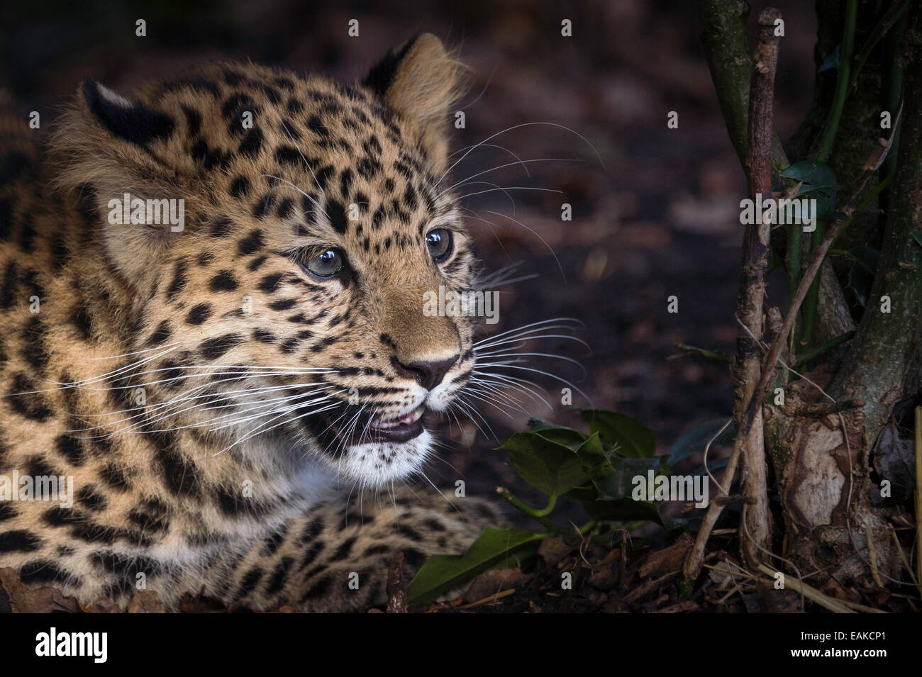Weibliche Amur Leopard Cub (Nahaufnahme) Stockfoto