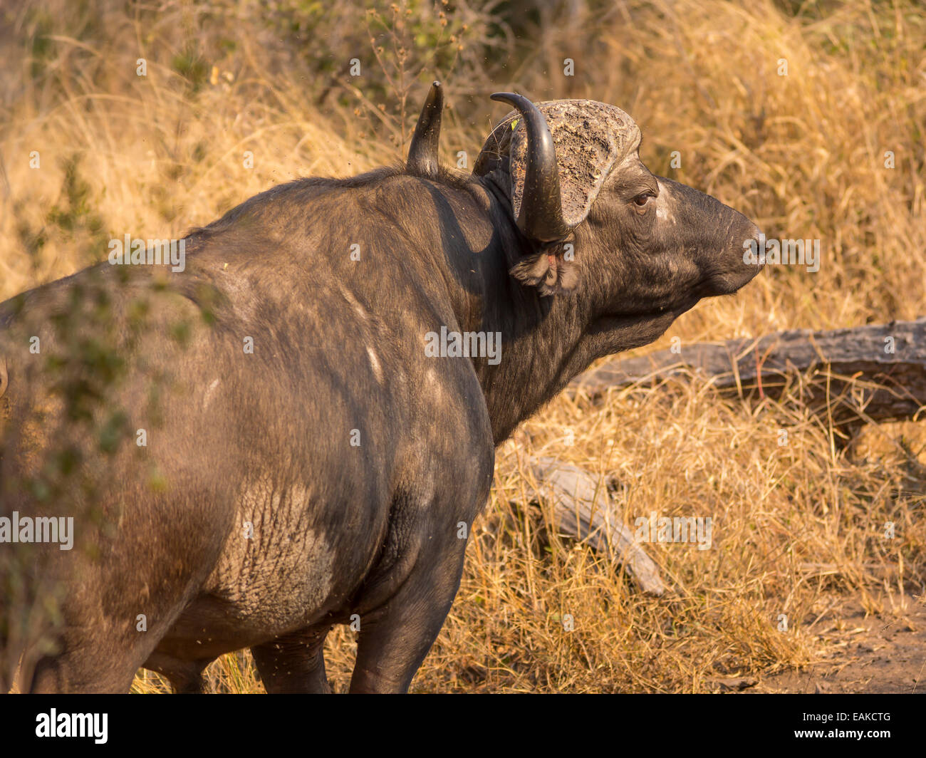 Krüger-Nationalpark, Südafrika - afrikanischer Büffel auch bekannt als Kaffernbüffel oder Syncerus Caffer Caffer. Stockfoto