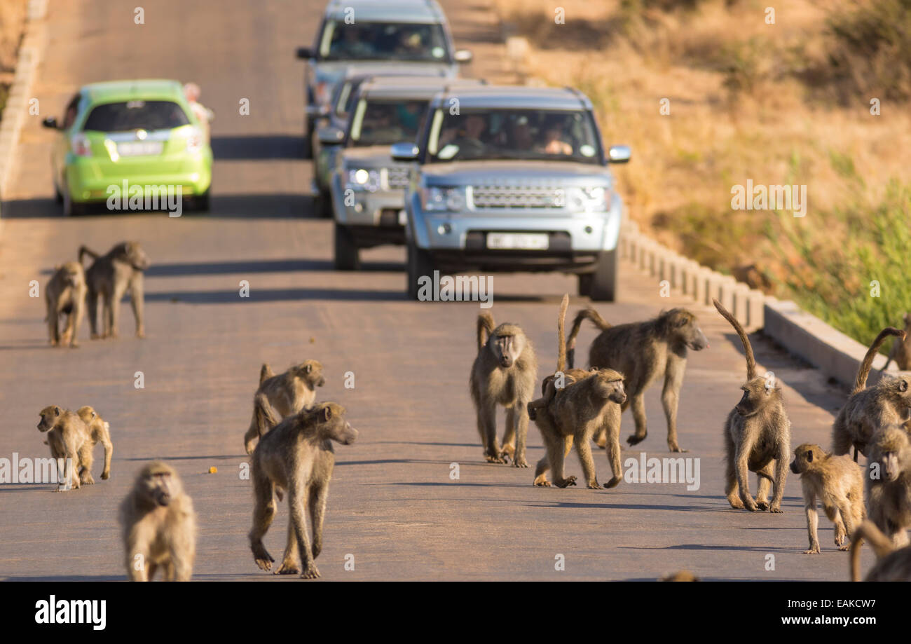 Krüger-Nationalpark, Südafrika - Paviane mit Autos unterwegs. Stockfoto