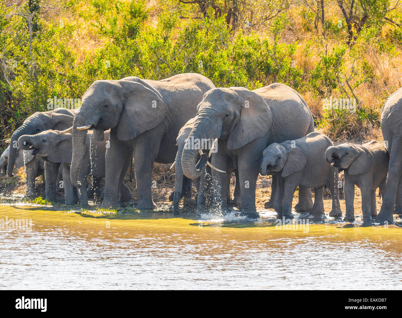 Krüger-Nationalpark, Südafrika - Herde Elefanten Drink an Kumana Dam. Stockfoto