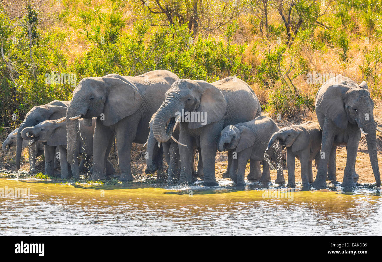 Krüger-Nationalpark, Südafrika - Herde Elefanten Drink an Kumana Dam. Stockfoto