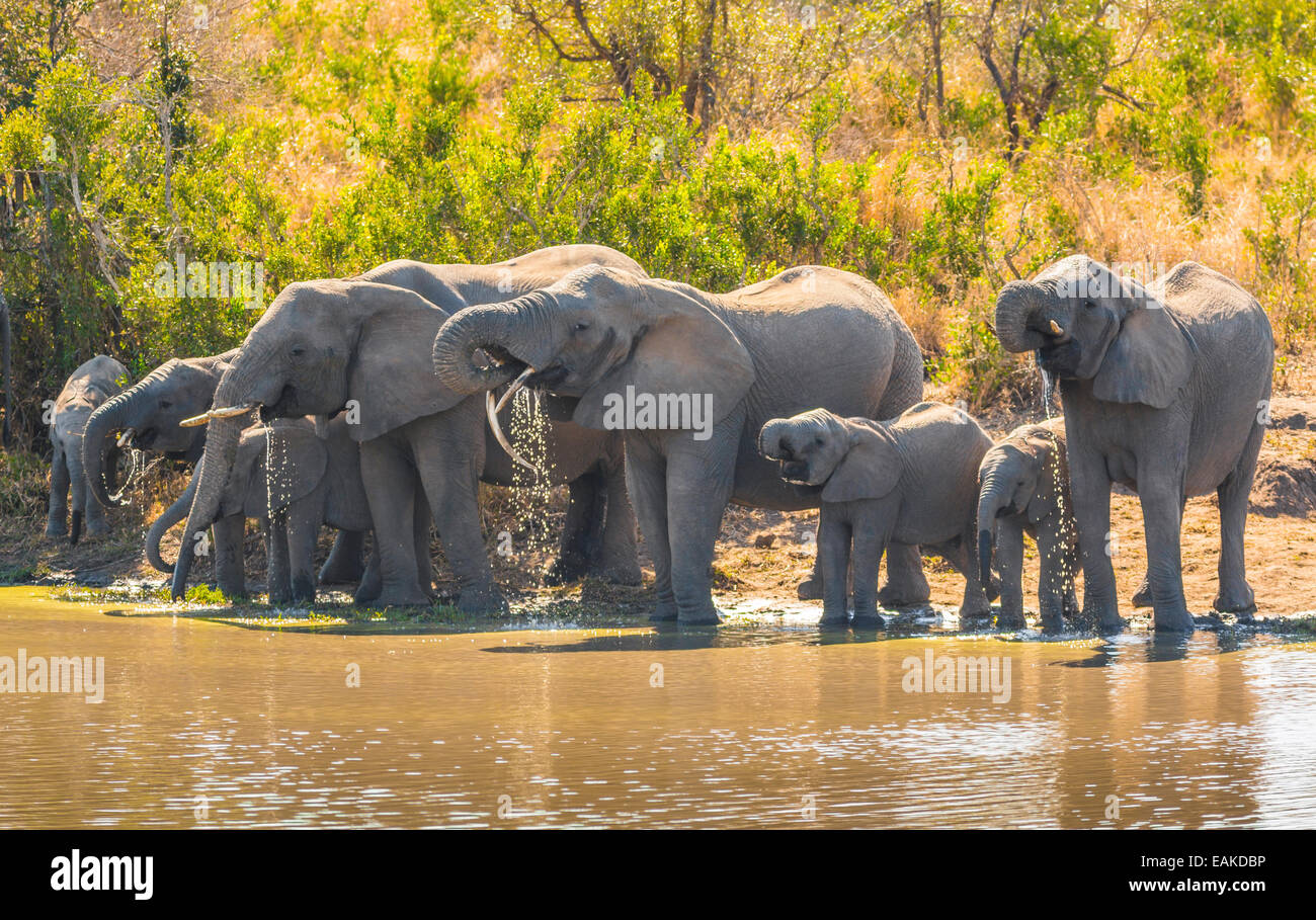 Krüger-Nationalpark, Südafrika - Herde Elefanten Drink an Kumana Dam. Stockfoto
