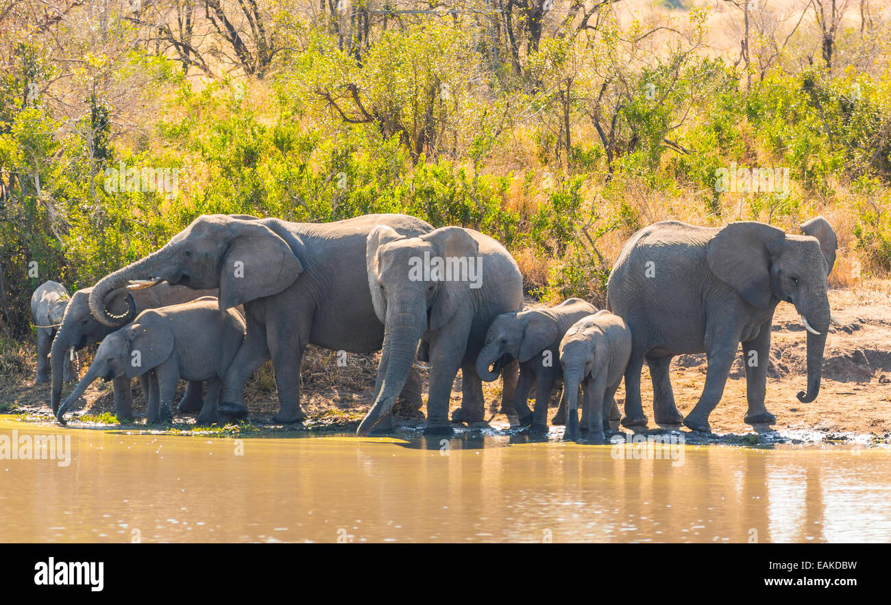 Krüger-Nationalpark, Südafrika - Herde Elefanten Drink an Kumana Dam. Stockfoto