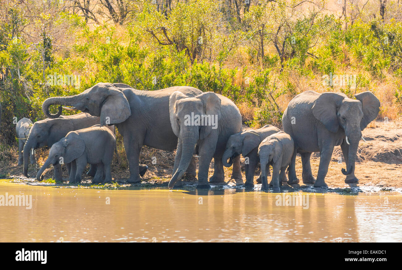 Krüger-Nationalpark, Südafrika - Herde Elefanten Drink an Kumana Dam. Stockfoto