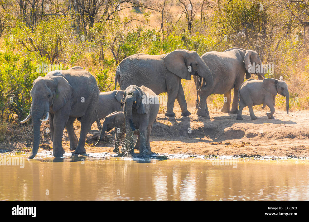 Krüger-Nationalpark, Südafrika - Herde Elefanten Drink an Kumana Dam. Stockfoto