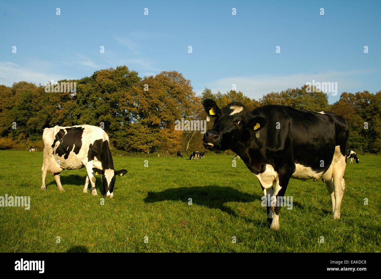 schwarz weiße Kuh holland Stockfoto